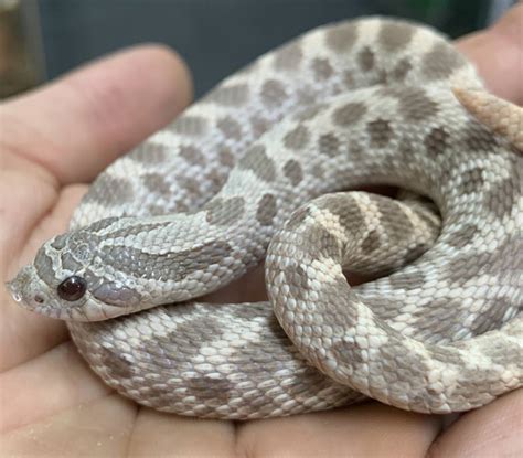 The first babies of the 2022 breeding season have hatched And better yet- they're LAVENDER HOGNOSES Lavender condas to be exact ;) We couldn't be happier. . Lavender hognose snake for sale